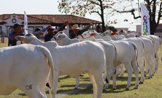 2ª Agro Sem Limites vai reunir exposição de bovinos, de equinos e palestras técnicas