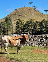 O trabalho de pesquisa para evitar que a raça bovina Lageano entre em extinção
