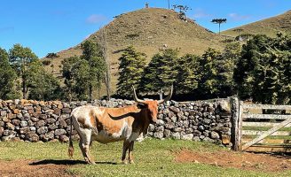 O trabalho de pesquisa para evitar que a raça bovina Lageano entre em extinção