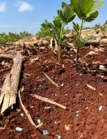Agricultor investe na qualidade do solo para obter uma produção com mais qualidade