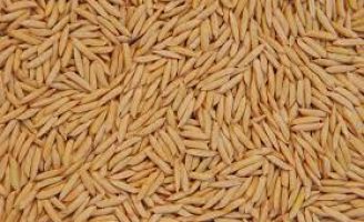 Chega ao mercado o primeiro arroz produzido no Brasil com tecnologia de rastreabilidade