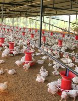 Mais saúde para aves e suínos com uso de biotecnologia