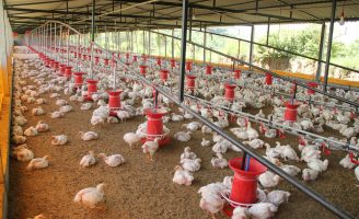 Mais saúde para aves e suínos com uso de biotecnologia