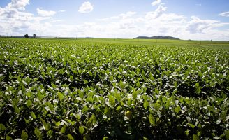 Compra antecipada de insumos agrícolas garante rentabilidade e a segurança das culturas