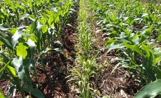 Introduzir novas culturas no intervalo das plantações de milho e soja promove lucro de 11¢ para o produtor rural