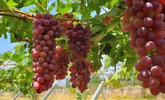 Uma cultivar de uva com sabor de frutas vermelhas para plantio no Vale do São Francisco