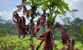 Identificado o primeiro ataque de vassoura-de-bruxa da mandioca em terras indígenas no Brasil
