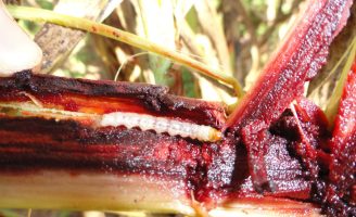 Uma praga que pode causar prejuízos de cerca de 50% da produção nas plantação de sorgo
