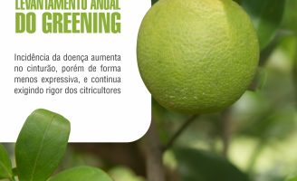 Aumenta a incidência da praga de greening nas plantações de citrus em São Paulo e Minas Gerais