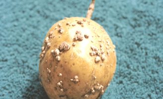 Embrapa busca parceiros para desenvolvimento de Plataforma digital sobre pragas de fruteiras tropicais