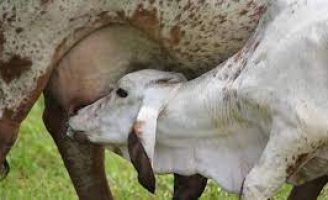 Cuidados com a alimentação dos bezerros na hora da apartação