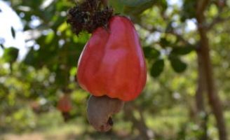 O cajueiro que enfrenta as pragas com resistência e aumenta o lucro do produtor