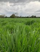 Capim Brachiaria híbrida pode ser usado para produzir feno para alimentação do rebanho