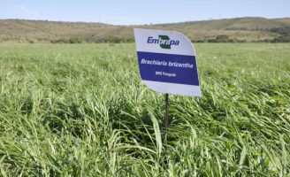 Como escolher o melhor capim para plantio do pasto do rebanho de engorda