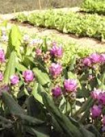 Aprendendo a cultivar flores