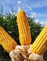 Milho e sorgo agora possuem programa de baixo carbono com sustentabilidade internacional