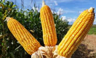 Milho e sorgo agora possuem programa de baixo carbono com sustentabilidade internacional