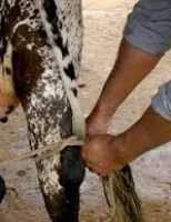 Como o produtor rural deve fazer uma ordenha segura e higiênica do rebanho leiteiro