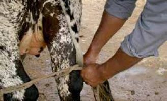 Como o produtor rural deve fazer uma ordenha segura e higiênica do rebanho leiteiro
