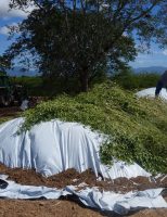 Armazenamento de forragem pode garantir maior produção animal no Semiárido