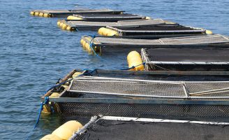Um livro para ensinar o pequeno produtor a criar peixes em tanques escavados