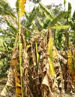 Como erradicar a praga do moko da bananeira em área de terra firme