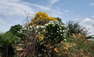 Bonito de ver o sertão florido