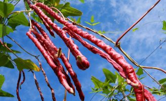 Feijão de metro colorido uma novidade mais produtiva para o agricultor