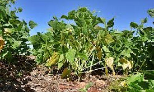 Uso de bactérias no solo melhora a produtividade do feijão