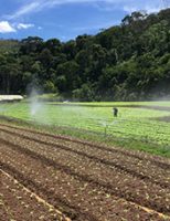Dicas para o produtor rural fazer corretamente a irrigação de 3 hectares na fazenda