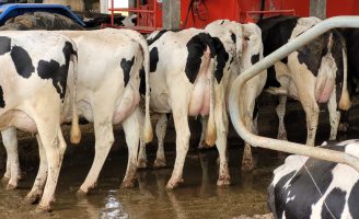 Manejo correto ajuda o produtor a aumentar a produção de leite de uma vaca em lactação