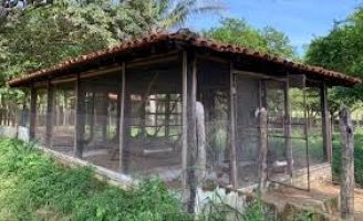 Dicas de como fazer um aviário para criar a galinha caipira