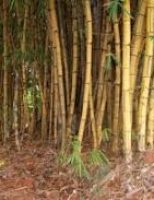 Uma iniciativa para tentar fortalecer a cadeia produtiva do bambu