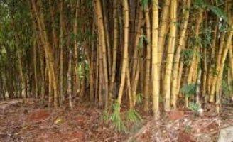 Uma iniciativa para tentar fortalecer a cadeia produtiva do bambu