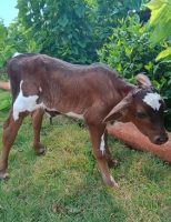 Inseminação artificial pode melhorar o rebanho leiteiro