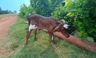 Inseminação artificial pode melhorar o rebanho leiteiro