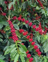 Polinização com abelhas ajuda a melhorar a produtividade do café arábica e aumentar a renda do produtor rural