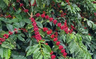 Polinização com abelhas ajuda a melhorar a produtividade do café arábica e aumentar a renda do produtor rural