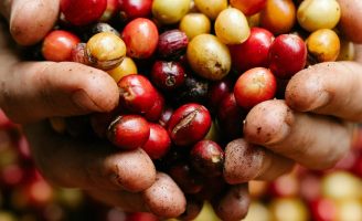 Chegou a hora de fazer o controle da broca do café no plantio