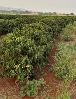 Inovação tecnológica em fertilizantes promete mais qualidade para as plantações de café, citros e cana de açúcar