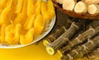 Orientações de como plantar macaxeira na propriedade