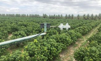 A manga palmes pode ser cultivada no semiárido com economia de água