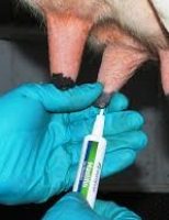 É possível fazer o tratamento e promover a cura para a mastite bovina