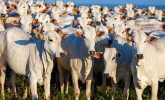 Cresce o rebanho bovino no Nordeste