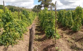 Orientações de como fazer um plantio de inhame