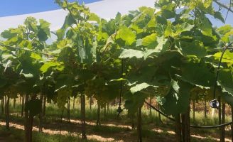 Plasticultura deve ser a nova técnica para proteger o plantio de uva das mudanças climáticas no Semiárido