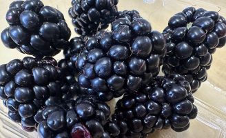 Nova semente de amora-preta mais doce e de alto potencial de lucro para o agricultor