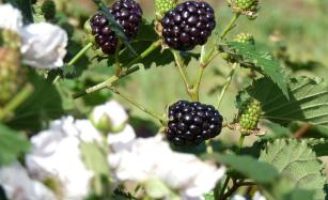 Nova cultivar de amora-preta sem espinhos