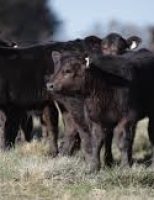 Possibilidade de melhorar a cadeia produtiva de carne com inseminação de angus em vacas leiteiras
