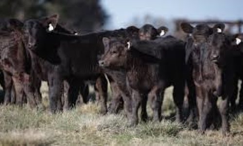 Possibilidade de melhorar a cadeia produtiva de carne com inseminação de angus em vacas leiteiras